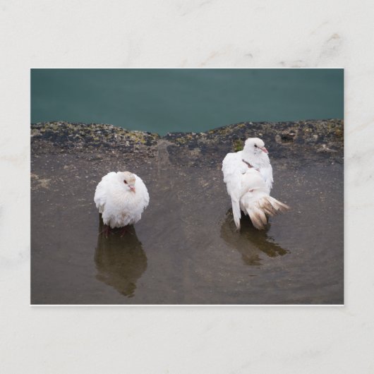 Zwei weiße Tauben in einer Pfütze Postkarte (Vorderseite)