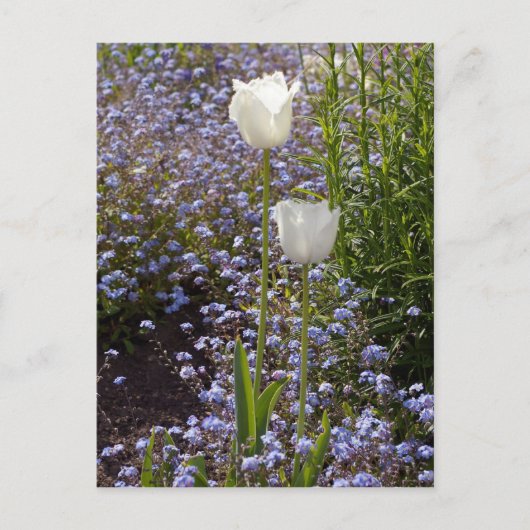 Zwei weiße Tulpen Postkarte (Vorderseite)