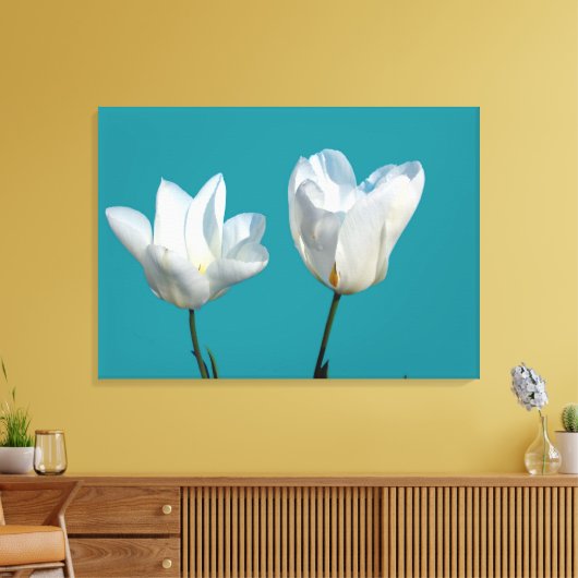 Zwei weiße Tulpenfarben-Blume im aquablau-Hintergr Leinwanddruck (Insitu (Wohnzimmer))