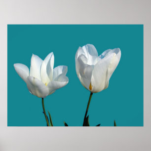 Zwei weiße Tulpenfarben-Blume im aquablau-Hintergr Poster