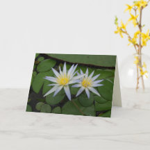 Zwei weiße Wasserlilien