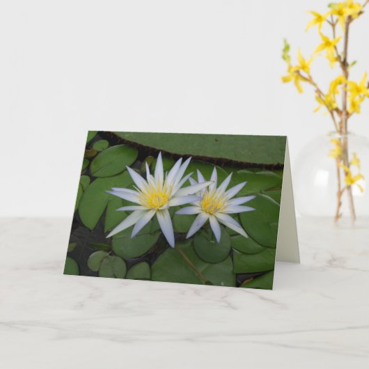 Zwei weiße Wasserlilien Karte (Gelbe Blume)