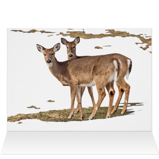 Zwei Weißschwänze (Innenansicht Horizontal (Oben))