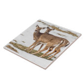 Zwei Weißschwänze Fliese (Seite)