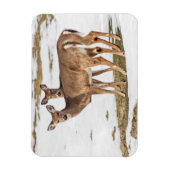 Zwei Weißschwänze Magnet (Vertikal)