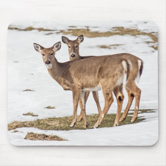 Zwei Weißschwänze Mousepad (Vorne)