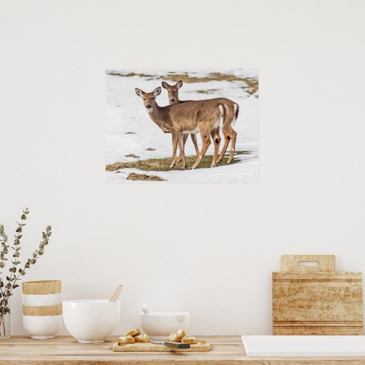 Zwei Weißschwänze Poster (Küche)