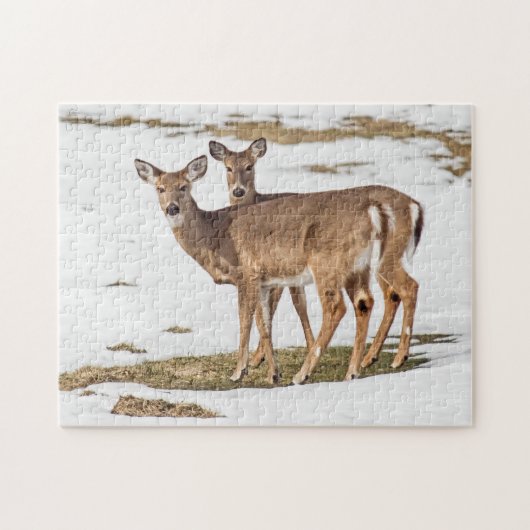 Zwei Weißschwänze Puzzle (Horizontal)