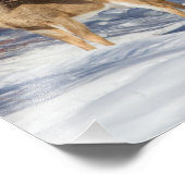 Zwei Weißschwänzer im Winter Fotodruck (Ecke)