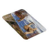 Zwei Weißschwänzer im Winter Magnet (Rechte Seite)