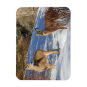 Zwei Weißschwänzer im Winter Magnet (Vertikal)