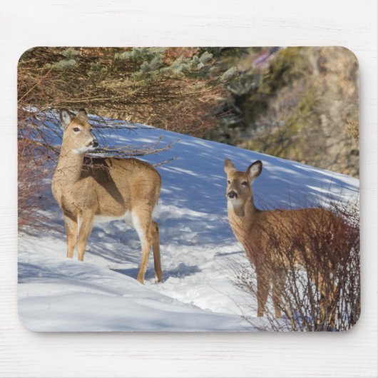 Zwei Weißschwänzer im Winter Mousepad (Vorne)