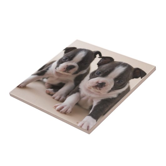 Zwei Welpen Bostons Terrier Fliese (Seite)