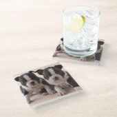 Zwei Welpen Bostons Terrier Glasuntersetzer (Schrägansicht)