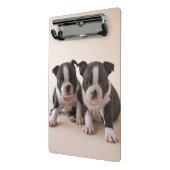 Zwei Welpen Bostons Terrier Mini Klemmbrett (Gewinkelt2)