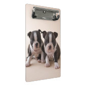 Zwei Welpen Bostons Terrier Mini Klemmbrett (Schrägansicht)