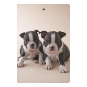 Zwei Welpen Bostons Terrier Mini Klemmbrett (Rückseite)