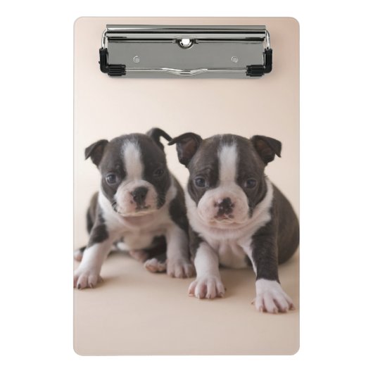 Zwei Welpen Bostons Terrier Mini Klemmbrett (Vorderseite)