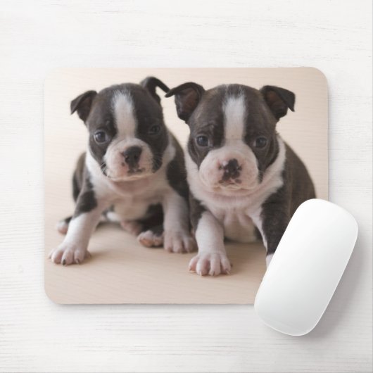 Zwei Welpen Bostons Terrier Mousepad (Mit Mouse)