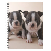 Zwei Welpen Bostons Terrier Notizblock (Vorderseite)