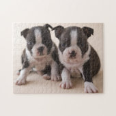 Zwei Welpen Bostons Terrier Puzzle (Horizontal)