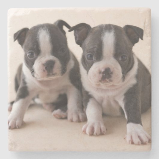 Zwei Welpen Bostons Terrier Steinuntersetzer (Vorderseite)