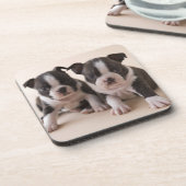 Zwei Welpen Bostons Terrier Untersetzer (Linke Seite)