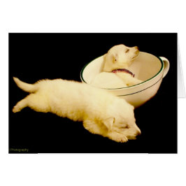 Zwei Welpen der Weißen Hirte