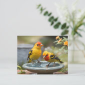 Zwei Western Tanager-Vögel stehend im Vogelbad Postkarte (Stehend Vorderseite)