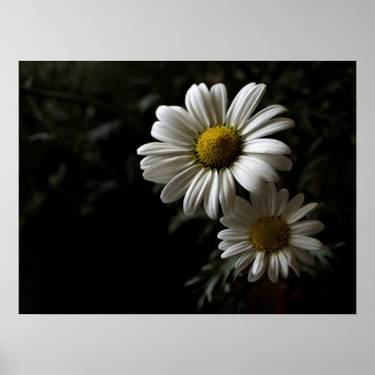 Zwei White Daisies Poster (Vorne)