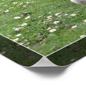 Zwei wilde Enten auf grünem Gras. Landschaftstier Poster (Ecke)