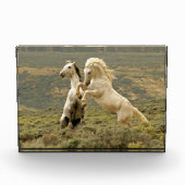 Zwei wilde Hengste kämpfen Fotoblock (Vorderseite)