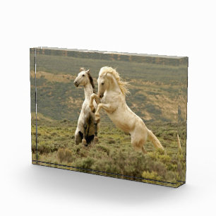 Zwei wilde Hengste kämpfen Fotoblock