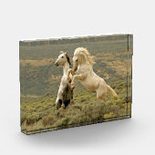 Zwei wilde Hengste kämpfen Fotoblock (Links)