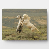 Zwei wilde Hengste kämpfen Fotoplatte (Vorderseite)