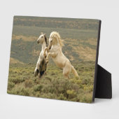 Zwei wilde Hengste kämpfen Fotoplatte (Seite)