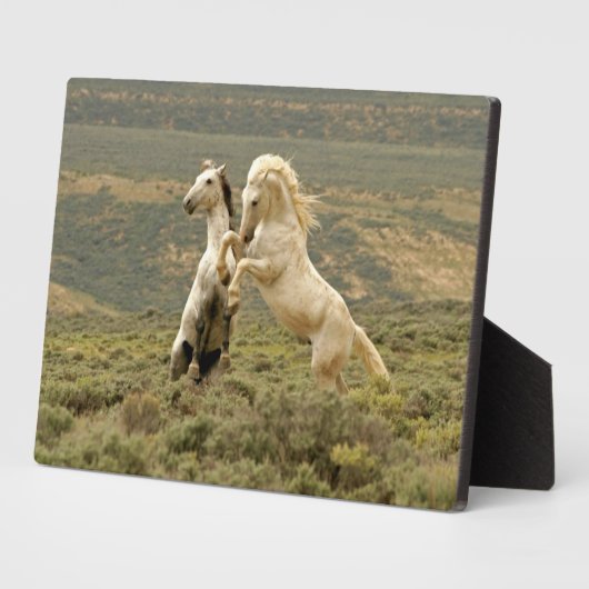 Zwei wilde Hengste kämpfen Fotoplatte (Seite)