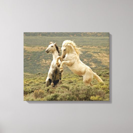 Zwei wilde Hengste kämpfen Leinwanddruck (Vorderseite)