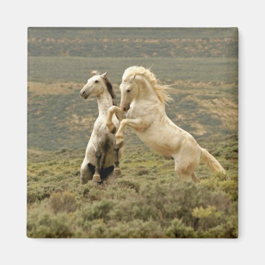 Zwei wilde Hengste kämpfen Magnet (Vorne)