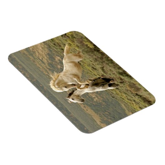 Zwei wilde Hengste kämpfen Magnet (Rechte Seite)