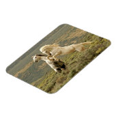 Zwei wilde Hengste kämpfen Magnet (Linke Seite)