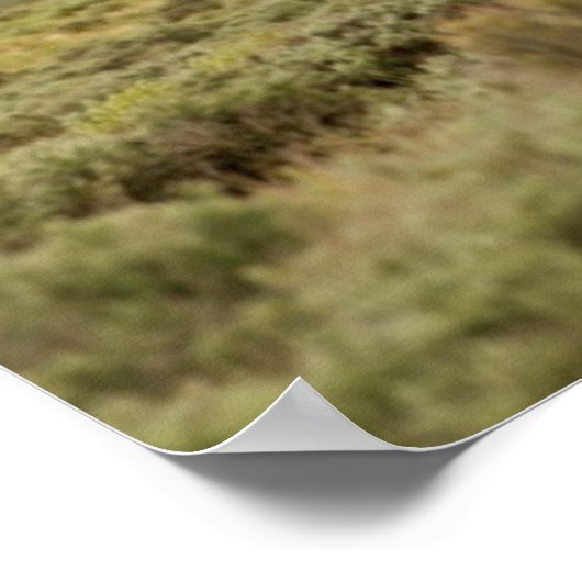 Zwei wilde Hengste kämpfen Poster (Ecke)