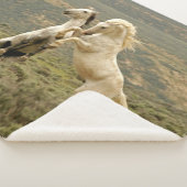 Zwei wilde Hengste kämpfen Sherpadecke (3/4)