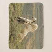 Zwei wilde Hengste kämpfen Sherpadecke (Vorderseite)