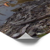 zwei wilde weiße Gänse am Teich Poster (Ecke)