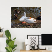 zwei wilde weiße Gänse am Teich Poster (Heimbüro)