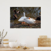 zwei wilde weiße Gänse am Teich Poster (Küche)
