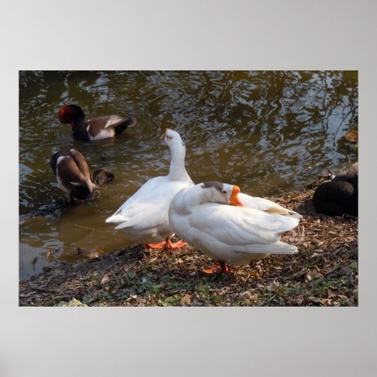 zwei wilde weiße Gänse am Teich Poster (Vorne)