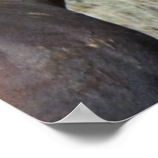 Zwei Wildpferde Poster (Ecke)