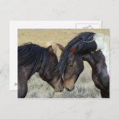 Zwei Wildpferde Postkarte (Vorne/Hinten)
